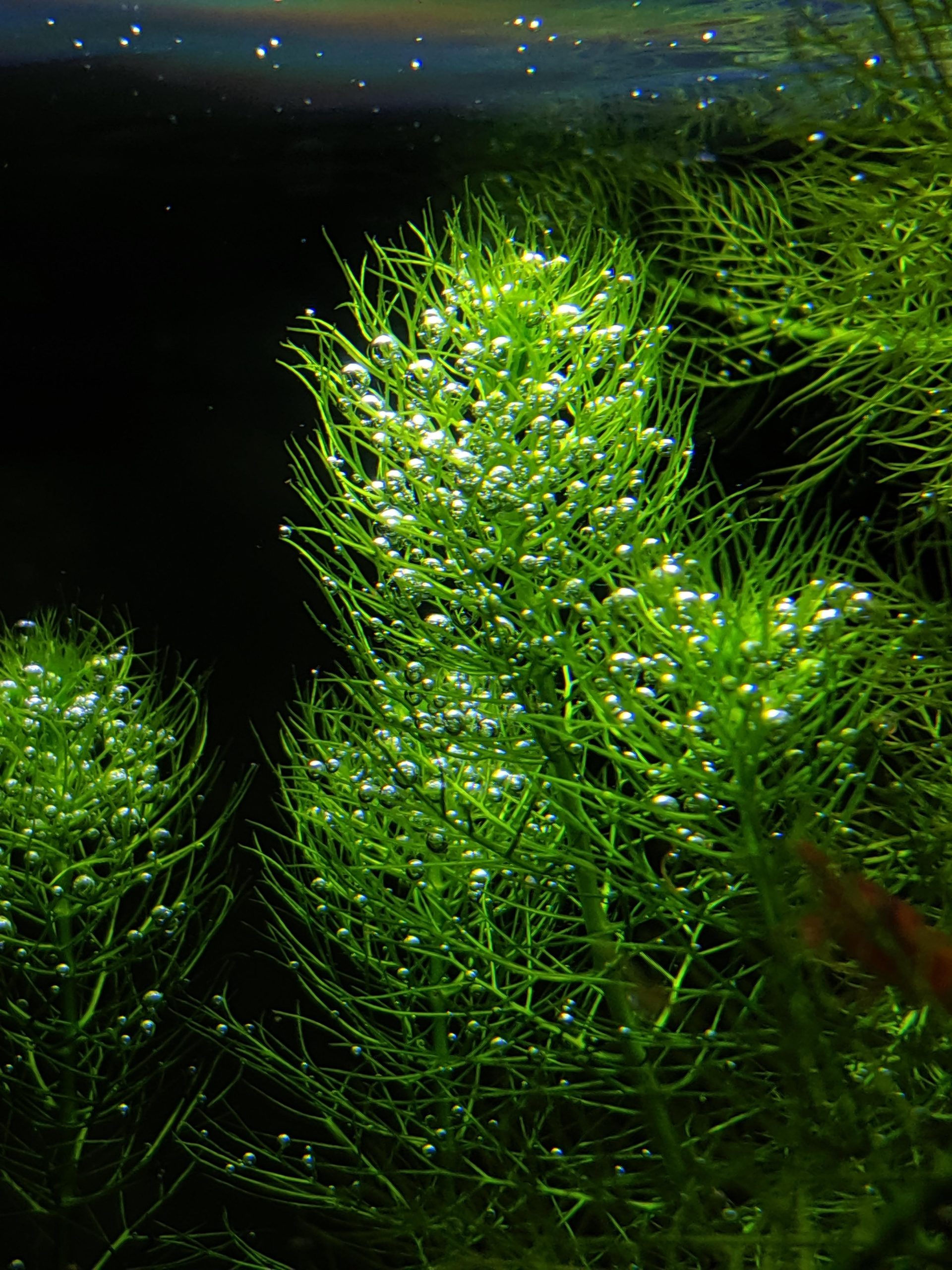 Piante acquatiche verdi brillanti in primo piano con bolle di ossigeno (perling) sulla superficie delle foglie. Le piante sono in un acquario piantumato con sfondo scuro.