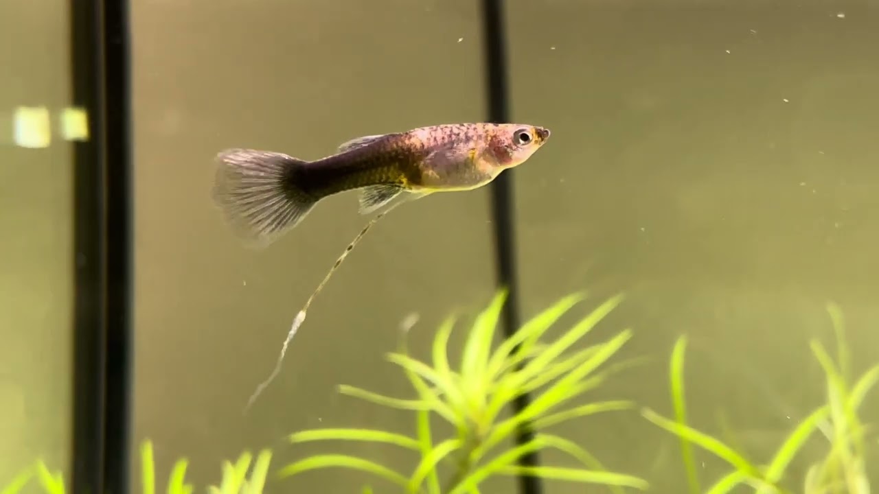 Guppy con feci bianche e trasparenti, sintomo di flagellati.