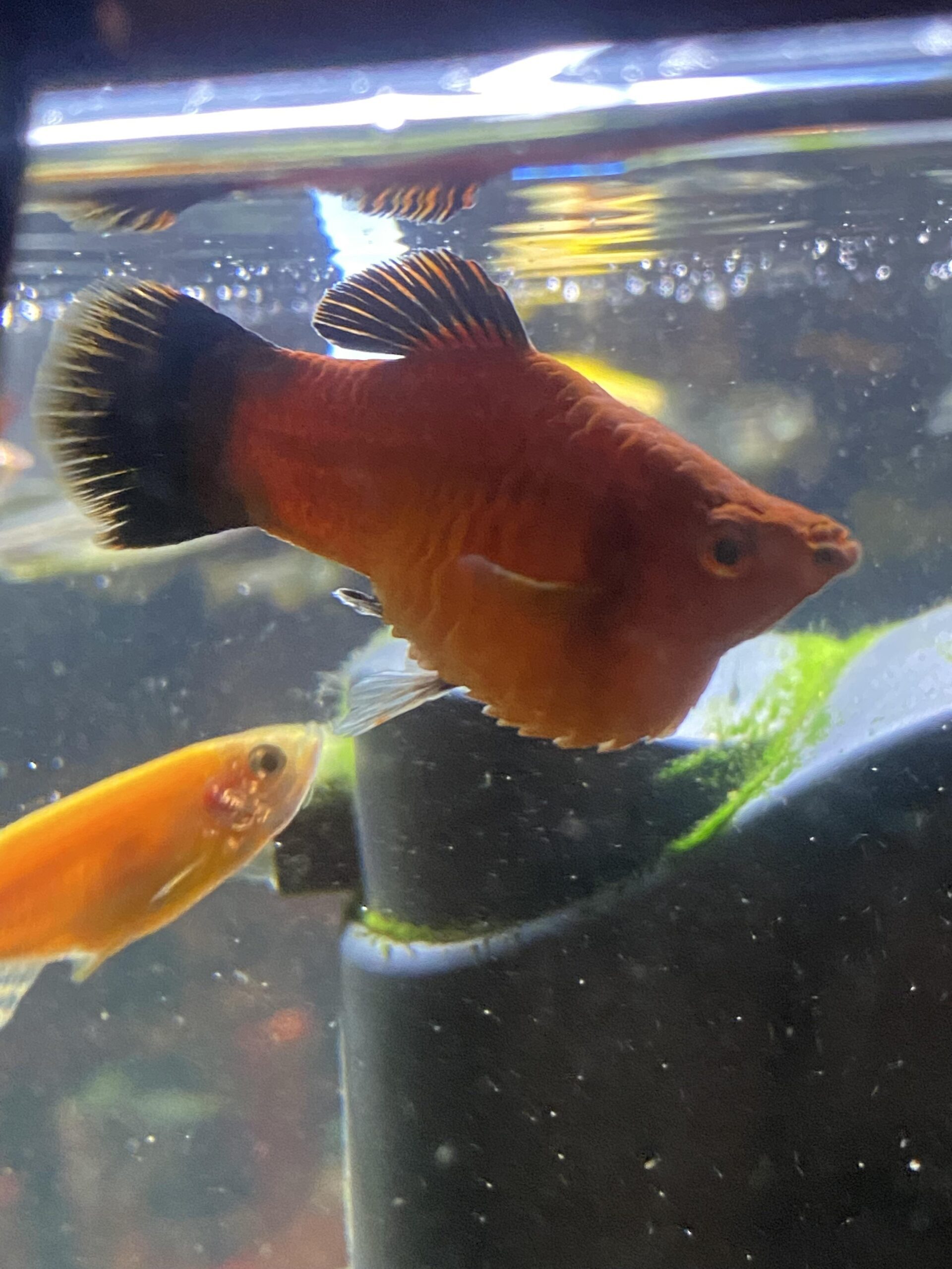 Due pesci platy con ascite in un acquario, uno arancione e l'altro rosso, mostrano segni di sofferenza.